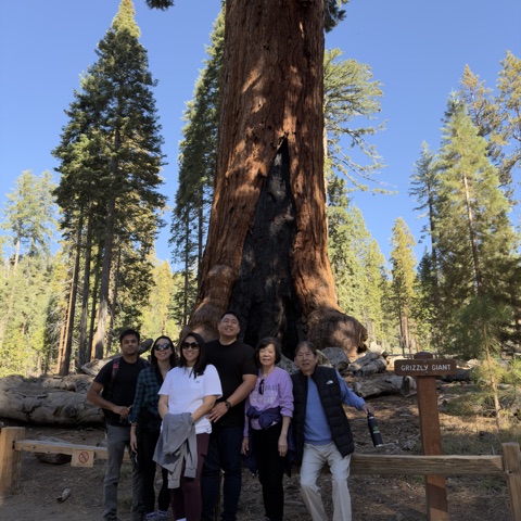 Family standing below a giant sequoia tree