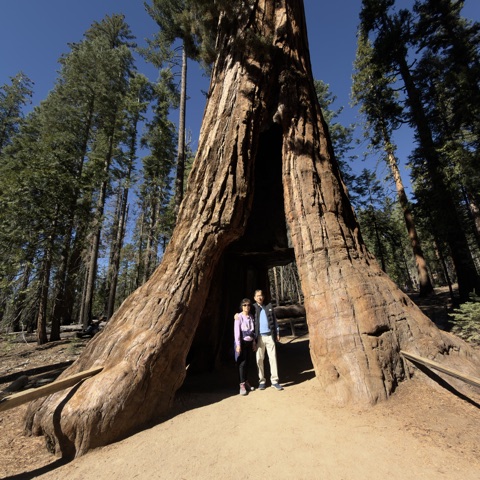 Parent standing in front of a tunnel tree in Yosemite